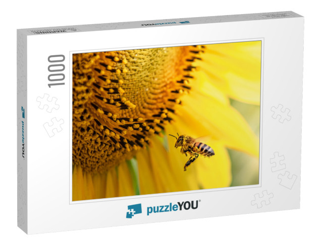 Honey Bee Pollinating Sunflower Plant... Jigsaw Puzzle with 1000 pieces