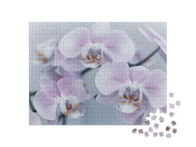 Beautiful Delicate Orchid Flowers Shot in Soft Light... Jigsaw Puzzle with 1000 pieces