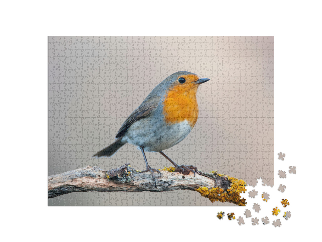 Robin - Erithacus Rubecula, Standing on a Branch... Jigsaw Puzzle with 1000 pieces