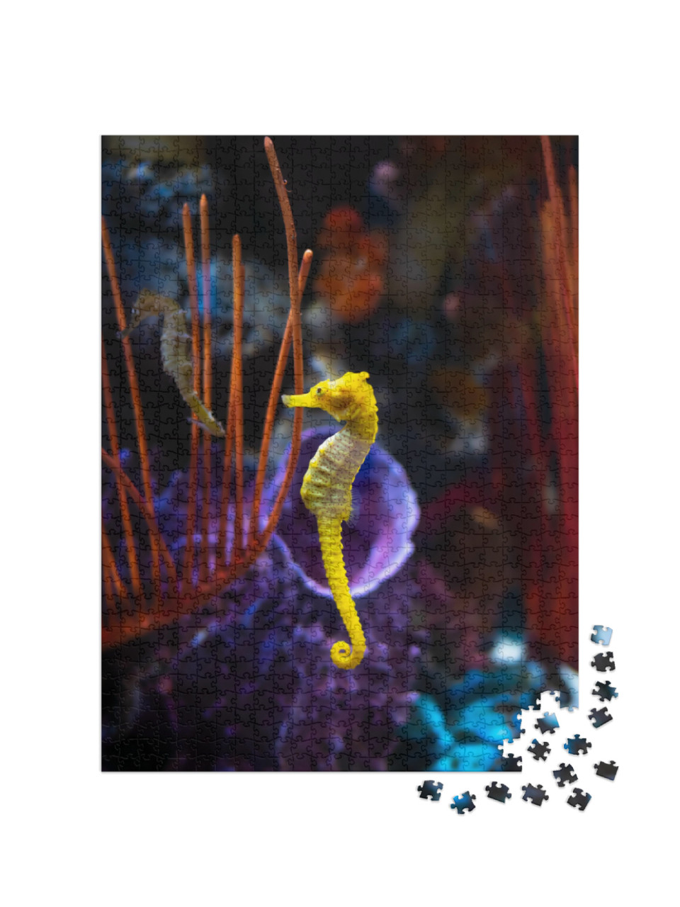 Sea Horse in Aquarium. These Seahorses Live in the Warm S... Jigsaw Puzzle with 1000 pieces