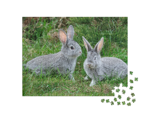 Fluffy Rabbits on the Green Grass... Jigsaw Puzzle with 1000 pieces