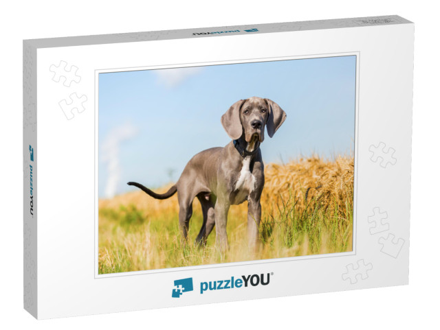 Portrait Picture of a Great Dane Puppy Who Stands on a Co... Jigsaw Puzzle
