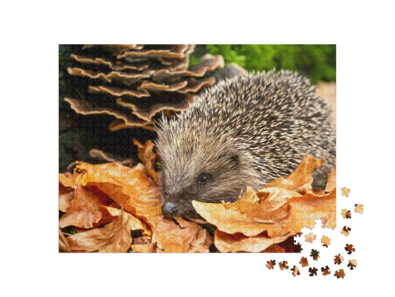 Hedgehog in Autumn. Scientific Name Erinaceus Europaeus... Jigsaw Puzzle with 1000 pieces