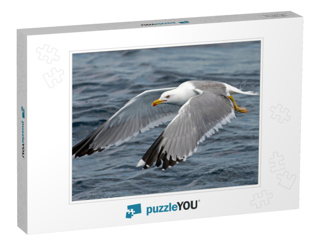 Seagull Outdoor Sea Fly Freedom... Jigsaw Puzzle