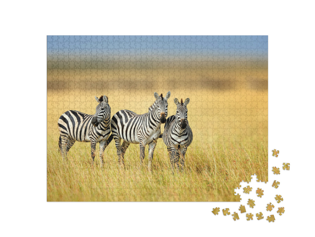 Zebra in the Grass Nature Habitat, National Park of Kenya... Jigsaw Puzzle with 1000 pieces