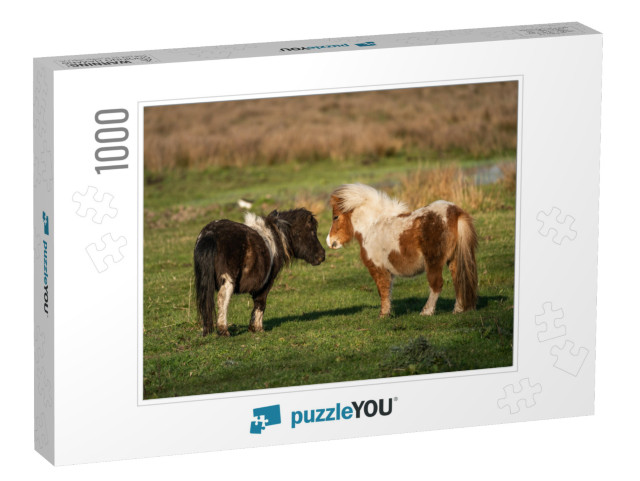 Pony Love. Shetland Ponies Playing At the Meadows of Limb... Jigsaw Puzzle with 1000 pieces