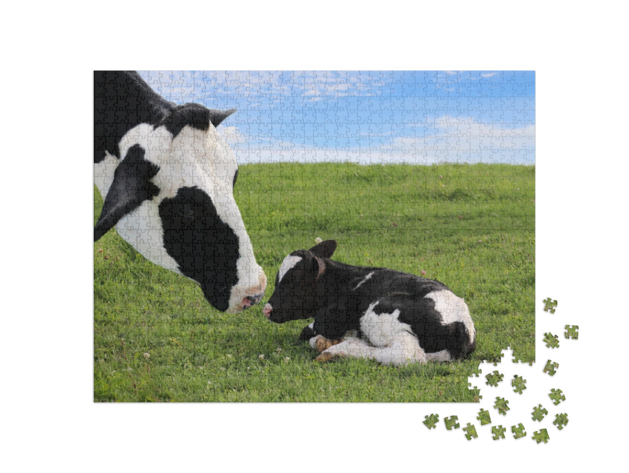 Close-Up of Mother Holstein Cows Face Watching Over Her T... Jigsaw Puzzle with 1000 pieces