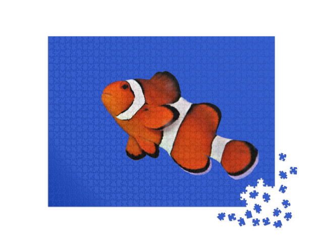 The Orange Clownfish Percula Clownfish, Clown Anemonefish... Jigsaw Puzzle with 1000 pieces