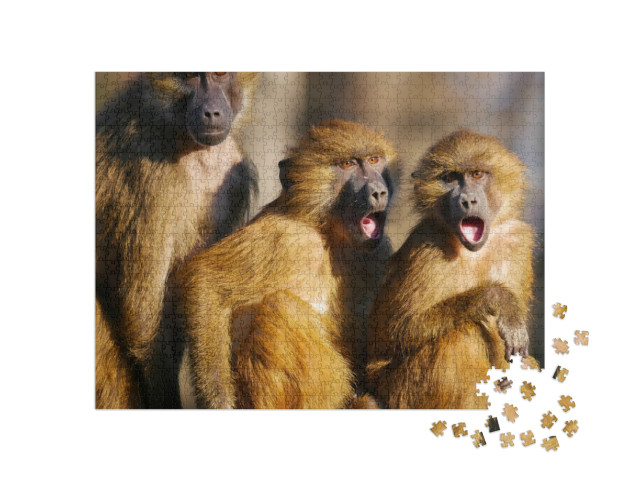 Baboons Family. Three Baboons Funny Expression... Jigsaw Puzzle with 1000 pieces