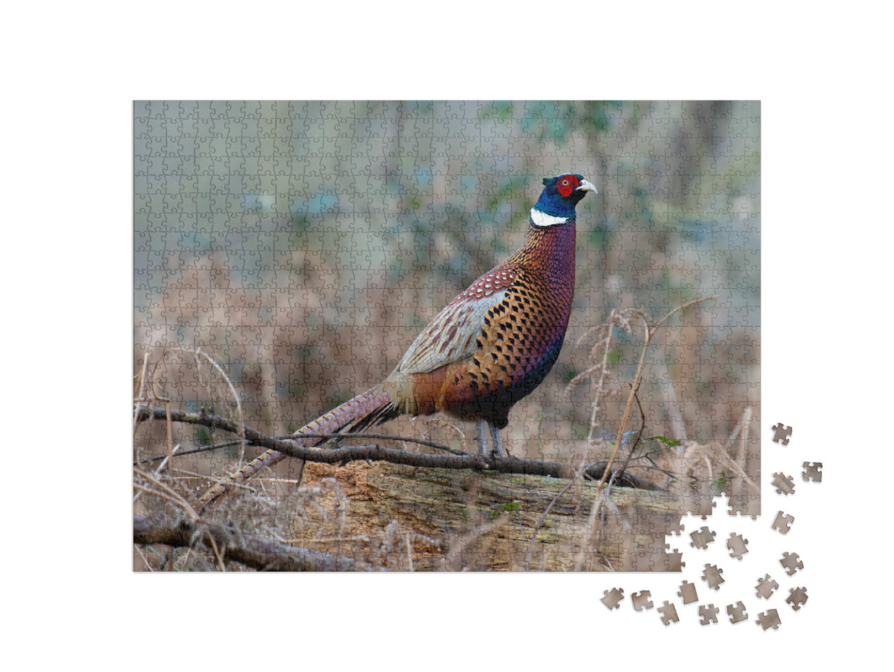 Common Pheasant, Phasianus Colchicus, Single Male on Log... Jigsaw Puzzle with 1000 pieces