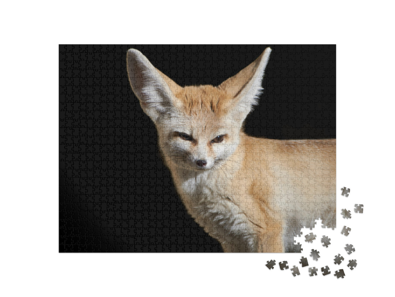 Close-Up of a Fennec Fox Vulpes Zerda with Large Ears Iso... Jigsaw Puzzle with 1000 pieces