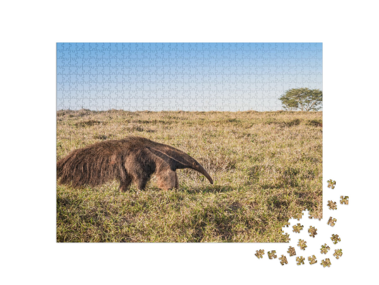 A Wild Giant Anteater At the Pasture... Jigsaw Puzzle with 1000 pieces