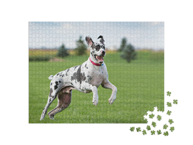 Great Dane Outside in a Yard on Green Grass... Jigsaw Puzzle with 1000 pieces