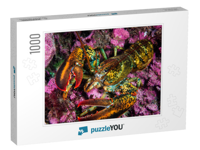 American Lobster Underwater Foraging for Food on R... Jigsaw Puzzle with 1000 pieces