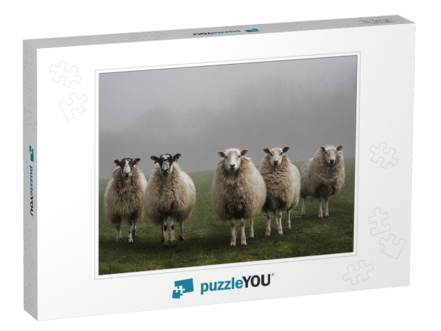 Five Sheep in a Field on a Misty Morning in Dorset... Jigsaw Puzzle