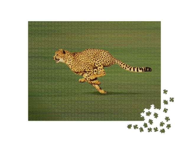 Cheetah, Acinonyx Jubatus, Adult Running... Jigsaw Puzzle with 1000 pieces