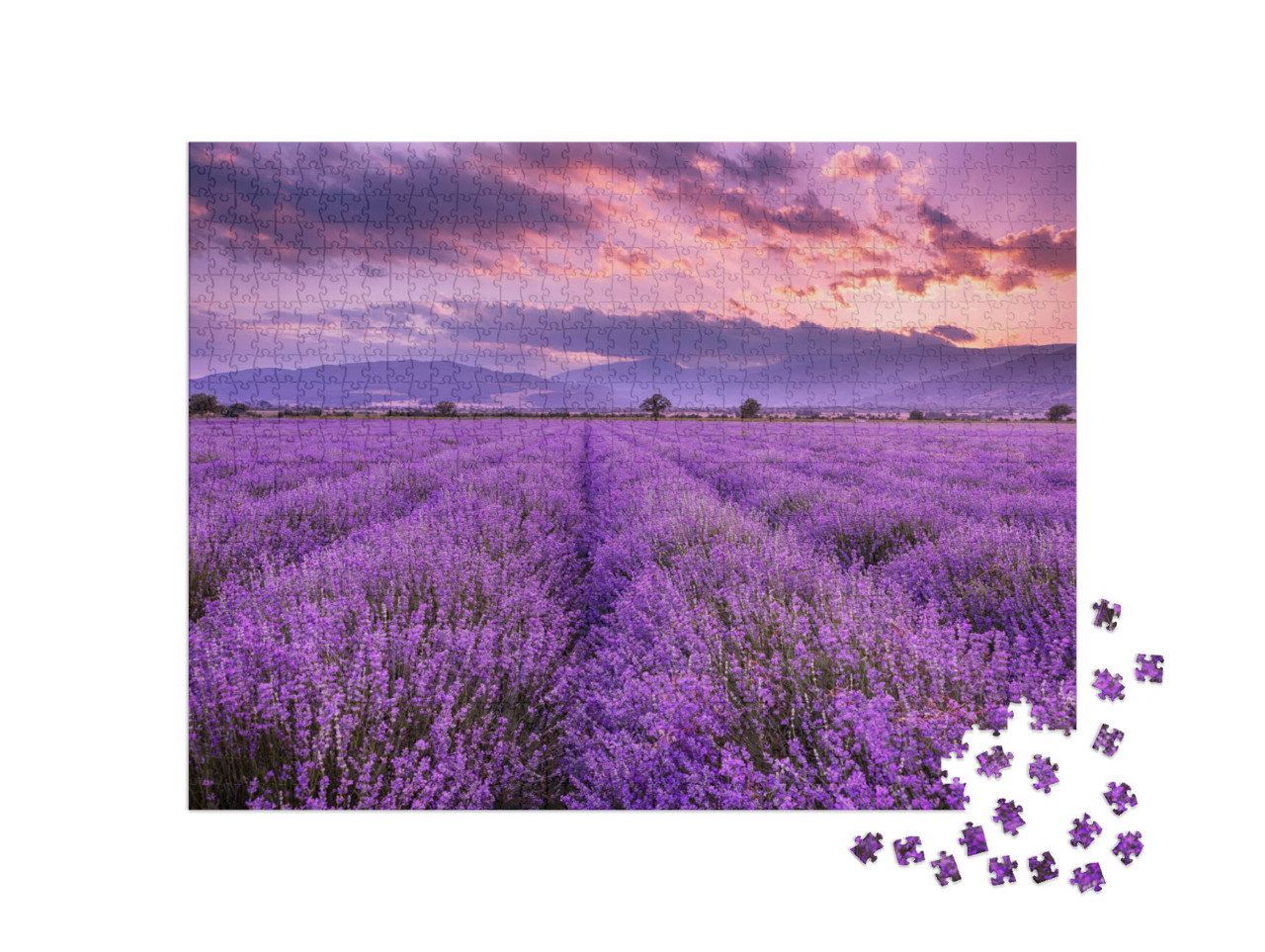 Lavender Field Sunset & Lines... Jigsaw Puzzle with 1000 pieces