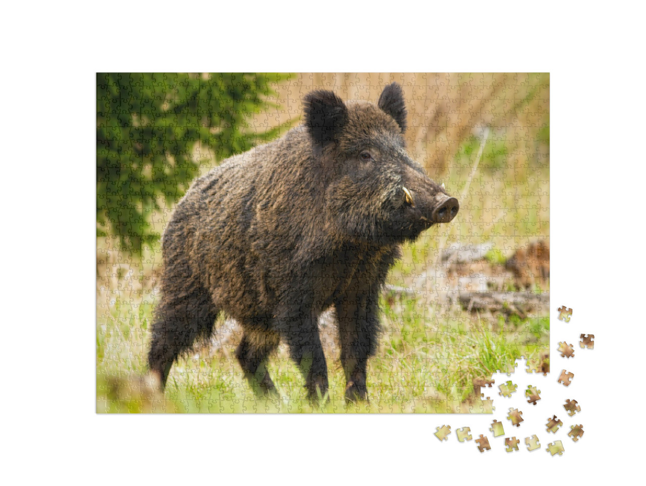 Dominant Wild Boar, Sus Scrofa, Male Sniffing with Massiv... Jigsaw Puzzle with 1000 pieces