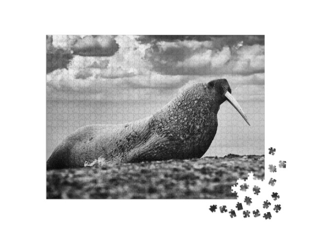 Nature - Black & White Art. Walrus on the Sand Beach. Det... Jigsaw Puzzle with 1000 pieces