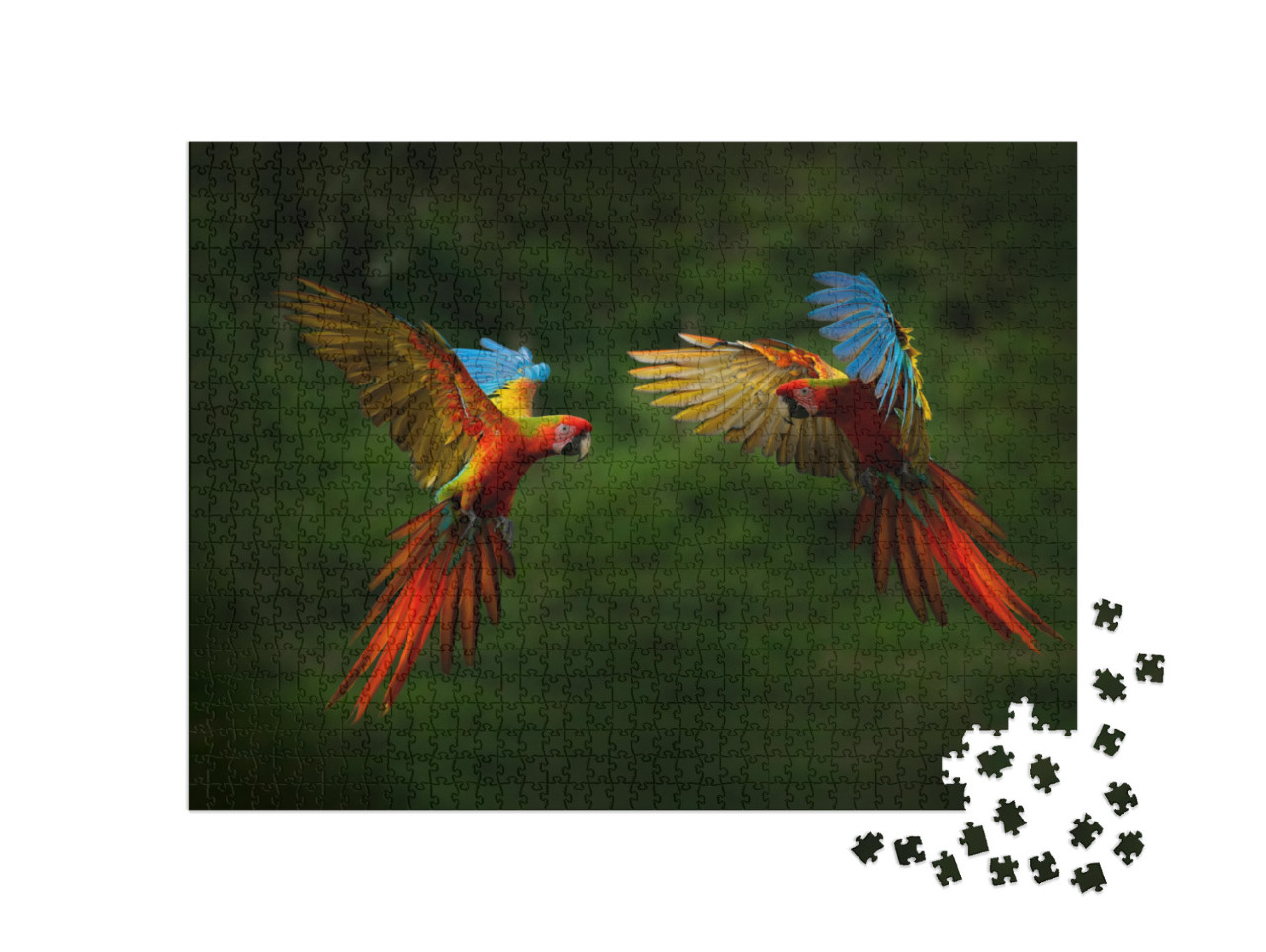 Hybrid Parrots in Forest. Macaw Parrot Flying in Dark Gre... Jigsaw Puzzle with 1000 pieces