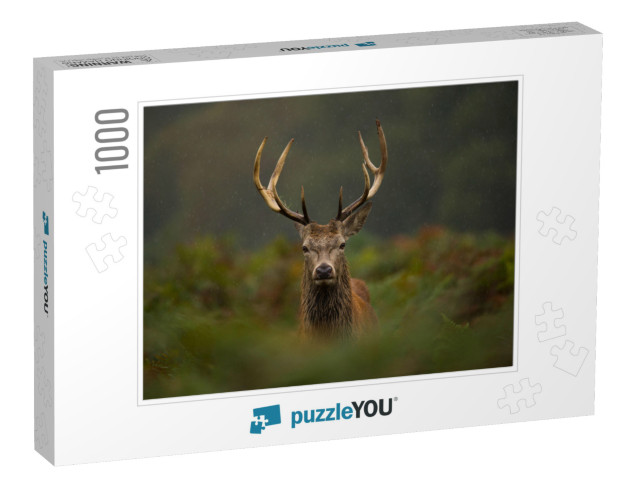 A Young Red Deer Stag... Jigsaw Puzzle with 1000 pieces