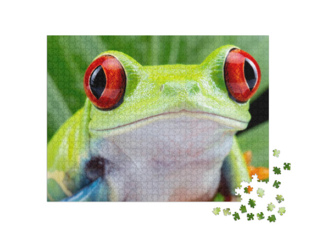 Red Eyed Tree Frog, Agalychnis Callidryas, on a Leaf with... Jigsaw Puzzle with 1000 pieces