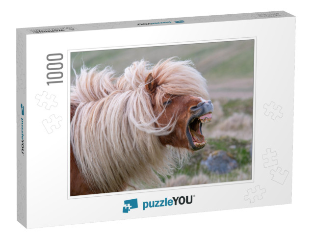 A Lone Shetland Pony Brays, Showing His Teeth on a Scotti... Jigsaw Puzzle with 1000 pieces