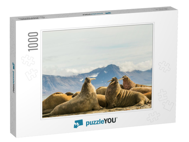 Group of Walruses on Prins Karls Forland, Svalbard... Jigsaw Puzzle with 1000 pieces