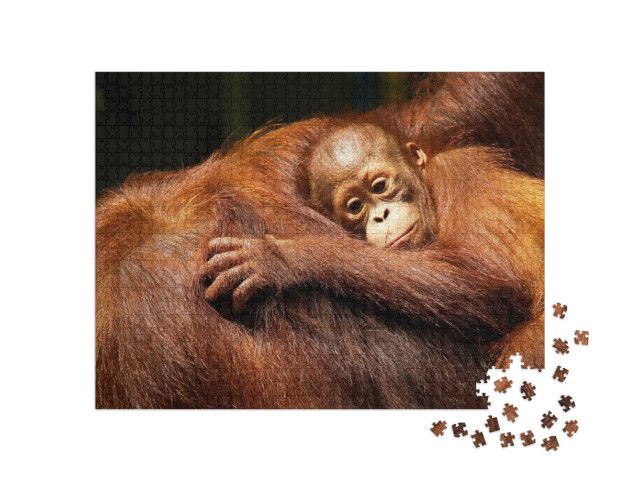 Female Orangutan & Her Baby in the Rainforest... Jigsaw Puzzle with 1000 pieces