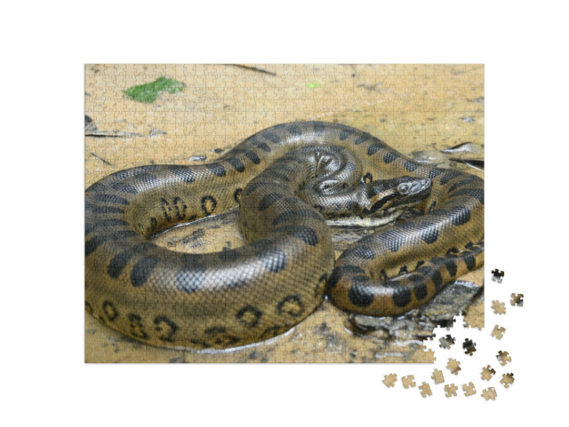 Green Anaconda Eunectes Murinus... Jigsaw Puzzle with 1000 pieces