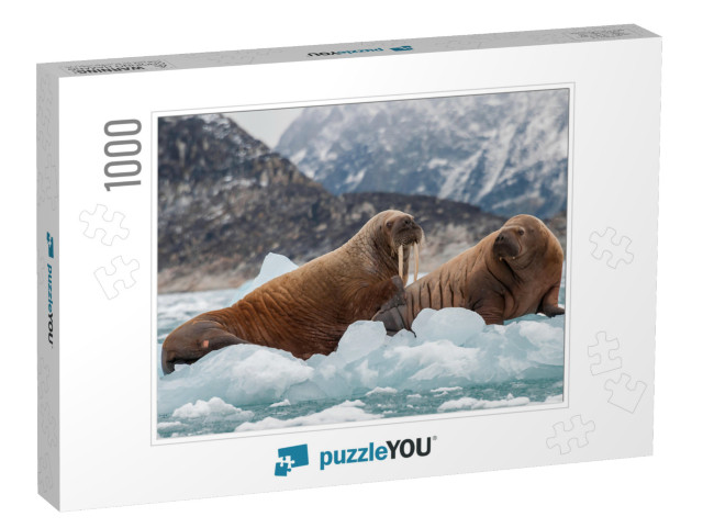 Walrus & Her Pup Floating on Ice in a Fjord, Eastern Gree... Jigsaw Puzzle with 1000 pieces