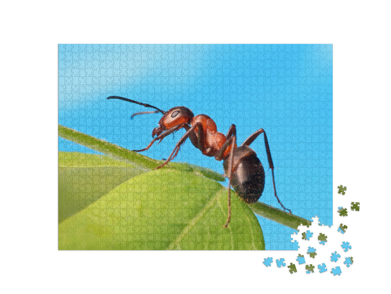 Ant Resting on the Grass... Jigsaw Puzzle with 1000 pieces