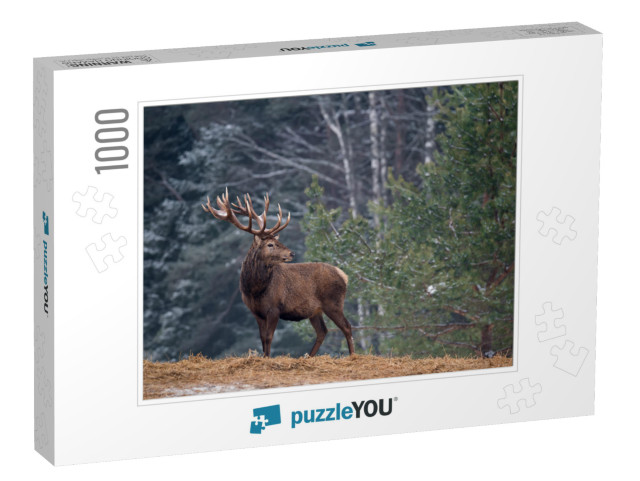 Great Adult Noble Red Deer with Big Horns, Beautifully Tu... Jigsaw Puzzle with 1000 pieces