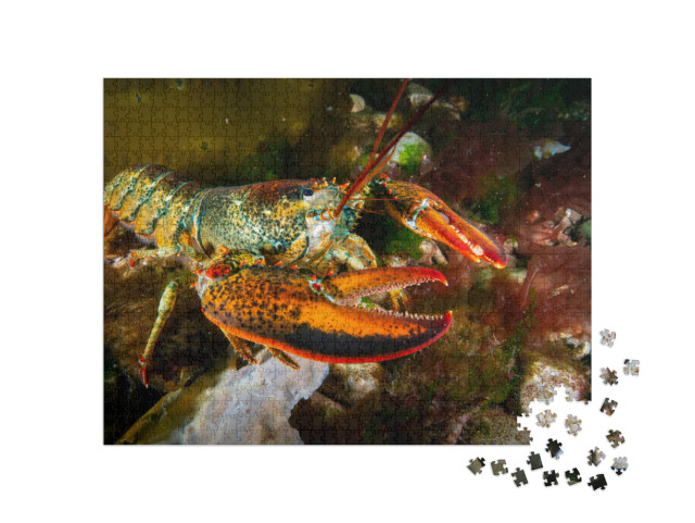 American Lobster Underwater Foraging for Food on R... Jigsaw Puzzle with 1000 pieces