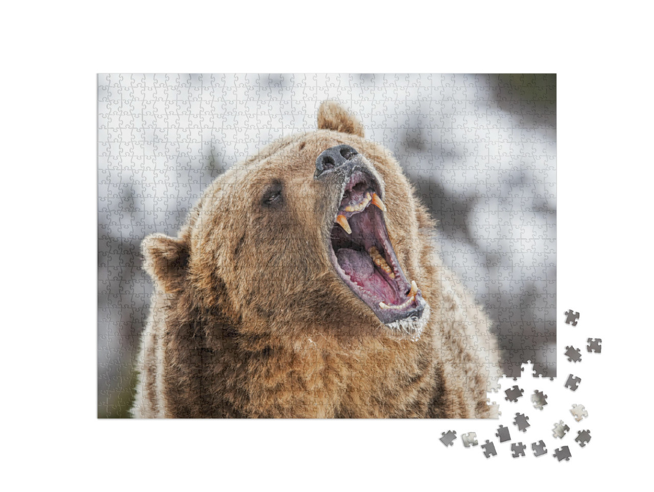 Grizzly Roaring a Warning... Jigsaw Puzzle with 1000 pieces