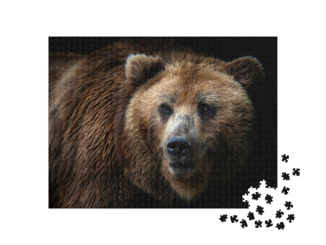 Front View of Brown Bear Isolated on Black Background. Po... Jigsaw Puzzle with 1000 pieces