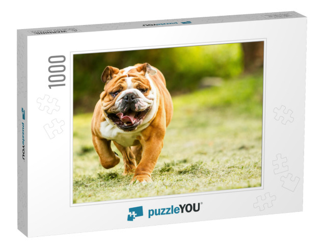 Bulldog English Run Pet Funny Training Move Power Purebre... Jigsaw Puzzle with 1000 pieces