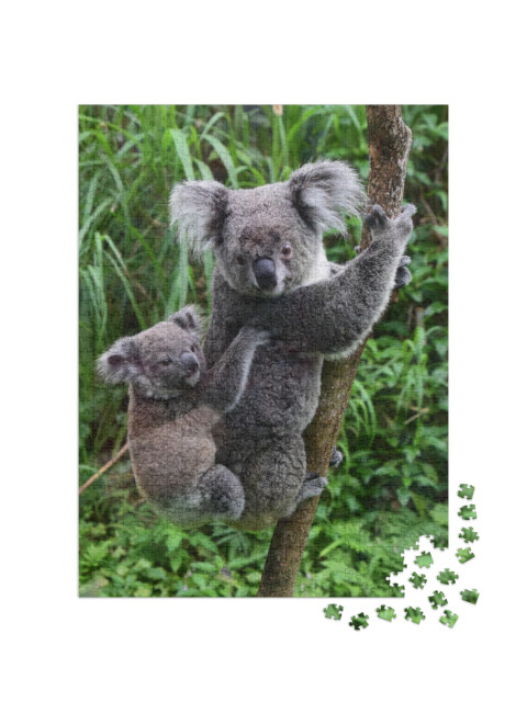 Koala Carries Baby on His Back in the Zoo of Taipei Taiwa... Jigsaw Puzzle with 1000 pieces