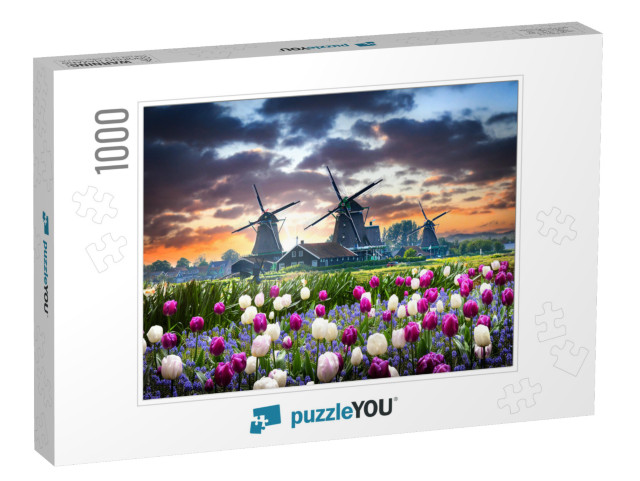 Netherlands Landscape with Beautiful Violet & White Tulip... Jigsaw Puzzle with 1000 pieces