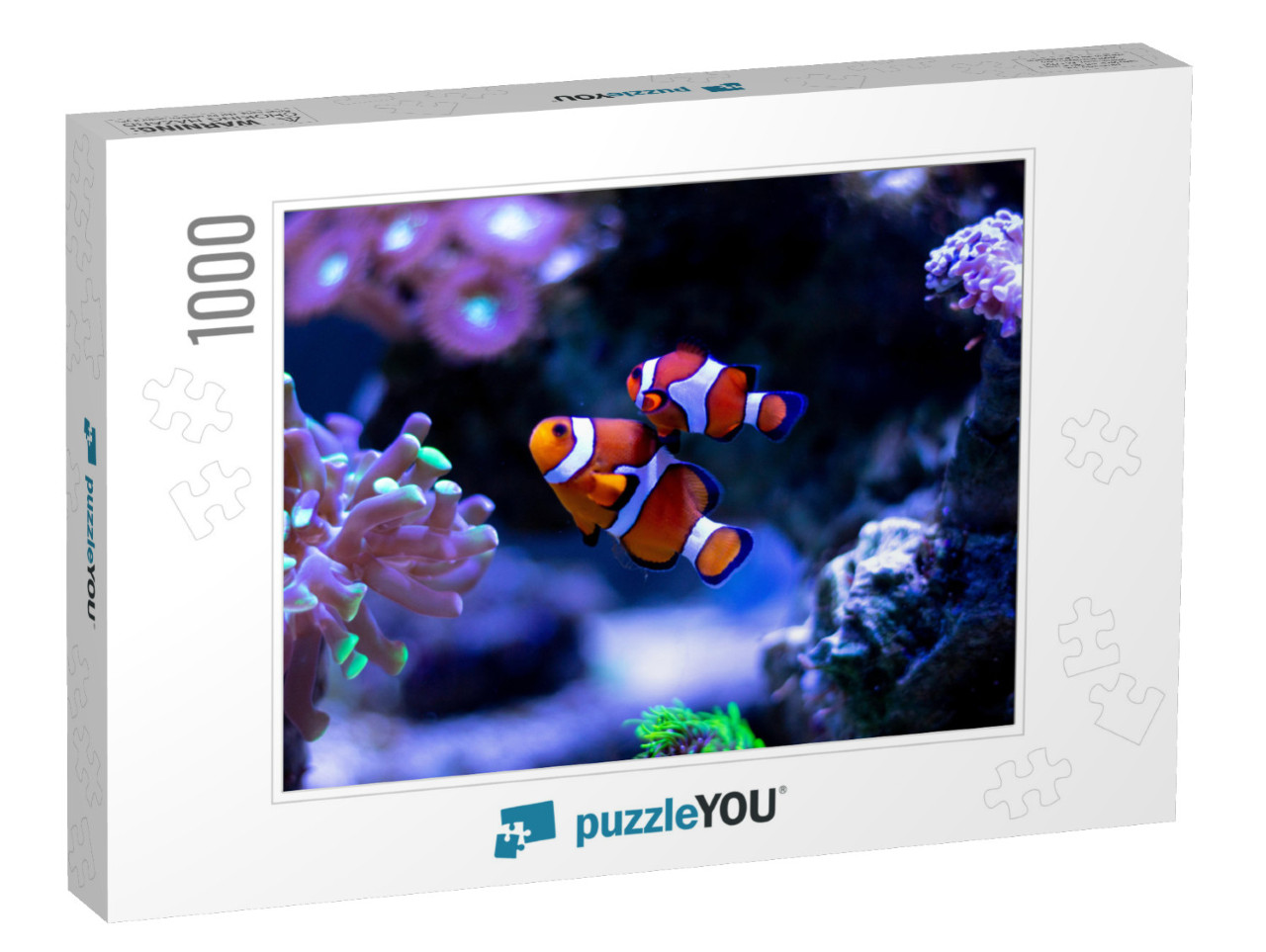 Clownfish Swimming in an Aquarium... Jigsaw Puzzle with 1000 pieces