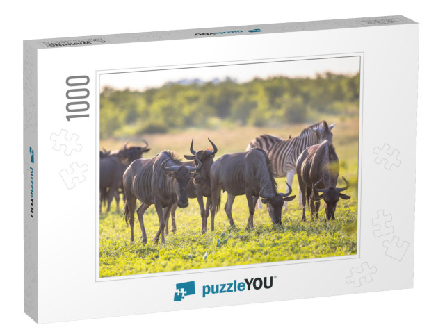 Common Blue Wildebeest or Brindled Gnu Connochaetes Tauri... Jigsaw Puzzle with 1000 pieces