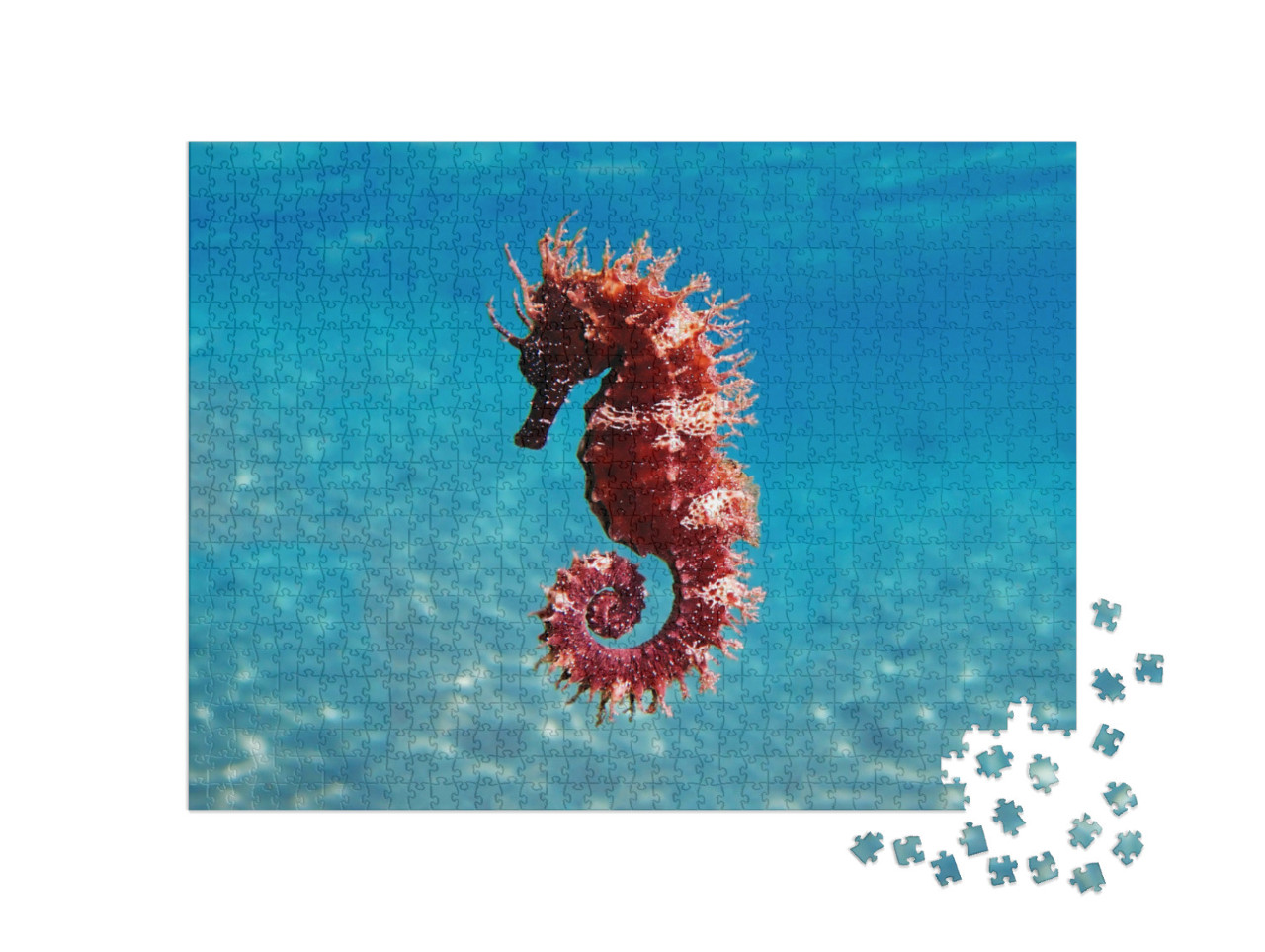 Mediterranean Seahorse - Hippocampus Guttulatus... Jigsaw Puzzle with 1000 pieces