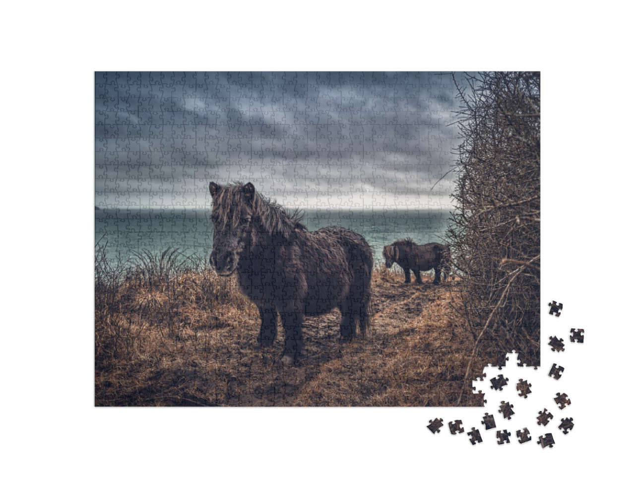 Shetland Ponies on the Coast Paten Cornwall... Jigsaw Puzzle with 1000 pieces