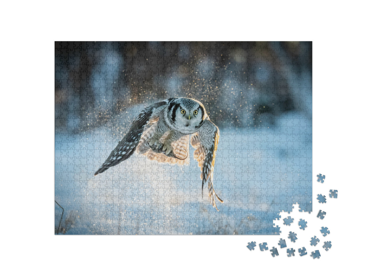 Northern Hawk-Owl Surnia Ulula Catching Mouse with Negati... Jigsaw Puzzle with 1000 pieces