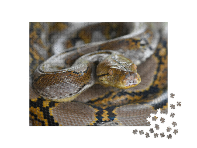 Reticulated Python Snake of Borneo | Python Reticulatus... Jigsaw Puzzle with 1000 pieces