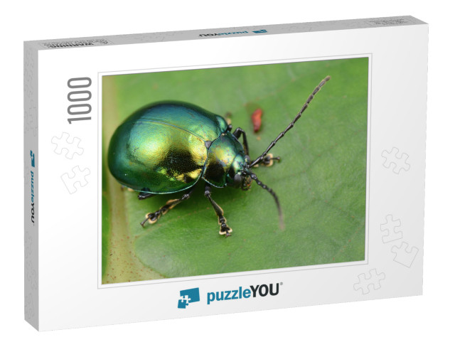 Macro Image of a Green Shiny Leaf Beetle... Jigsaw Puzzle with 1000 pieces