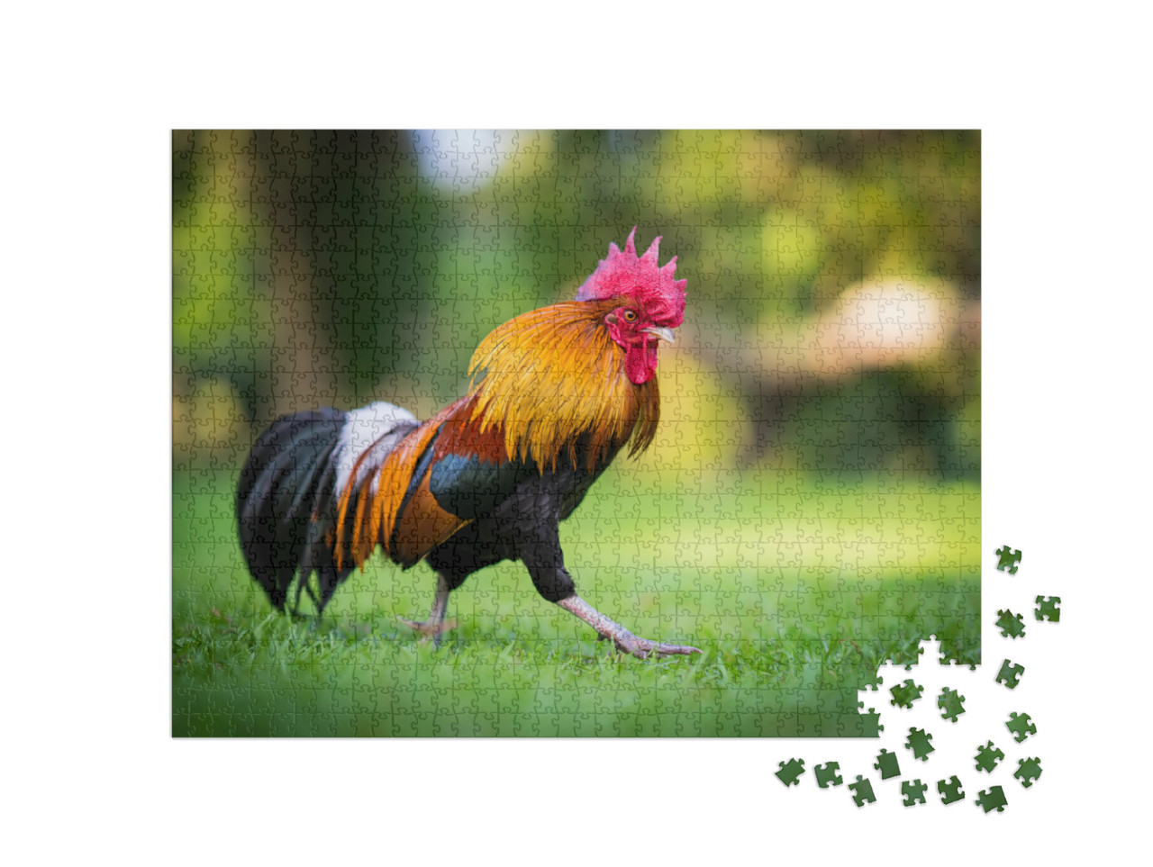 Beautiful Rooster Standing on the Grass in Blurred Nature... Jigsaw Puzzle with 1000 pieces