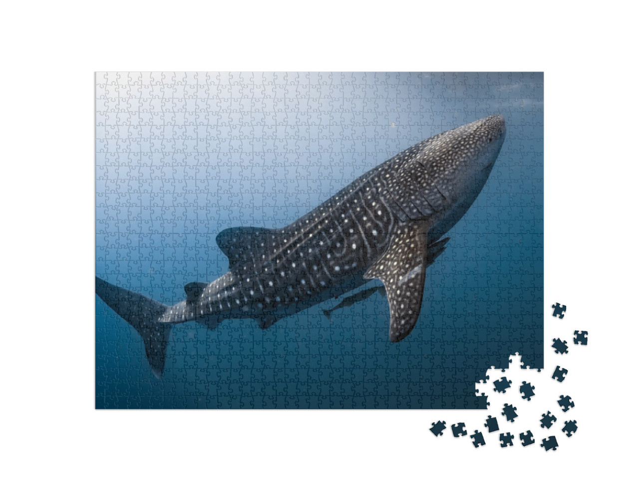 Whale Shark Very Near Looking At You Underwater in Papua... Jigsaw Puzzle with 1000 pieces