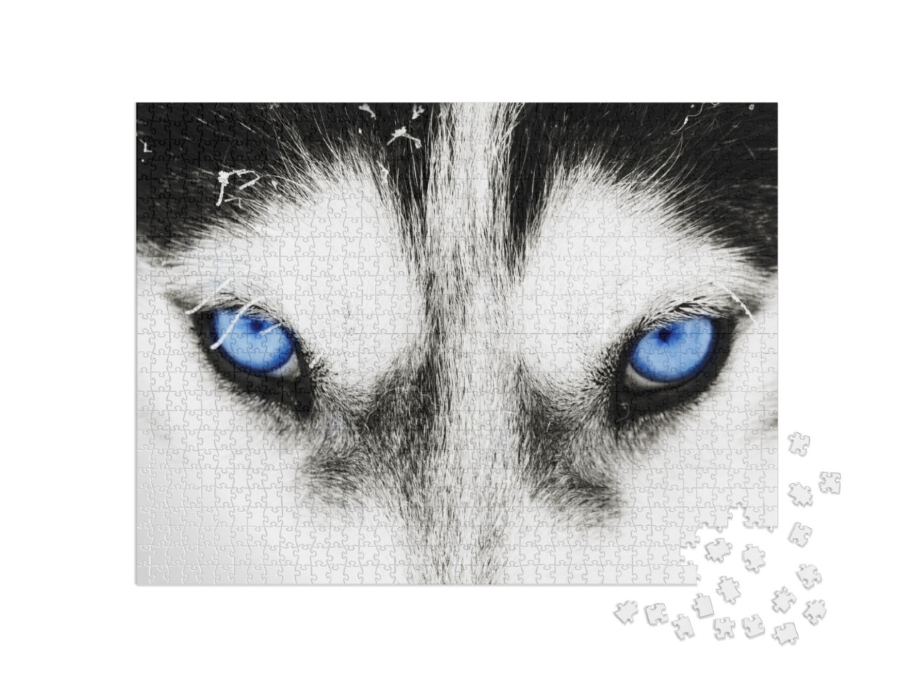 Close Up on Blue Eyes of a Husky Dog... Jigsaw Puzzle with 1000 pieces