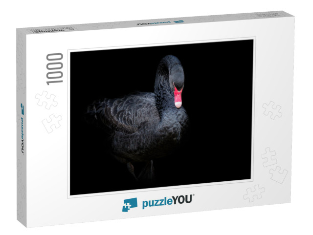 Black Swan on Black Background Cygnus Atratus. Beautiful... Jigsaw Puzzle with 1000 pieces